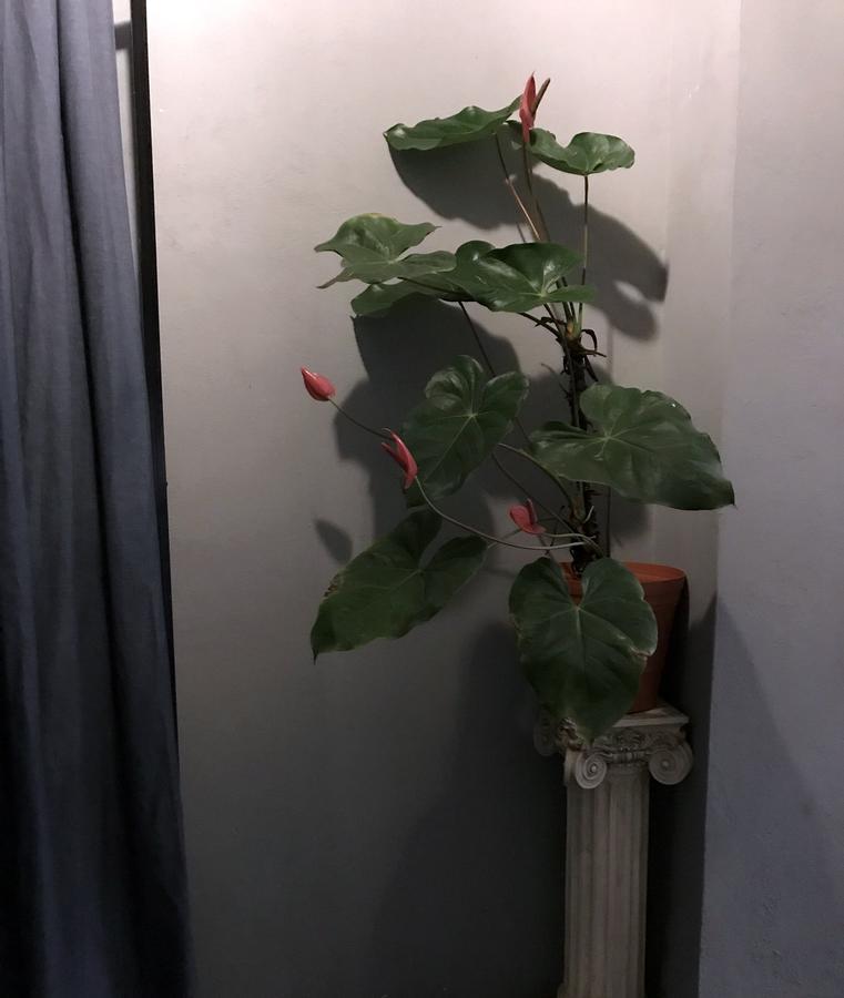 Colonia Americana Two Level Loft Guadalajara Bagian luar foto